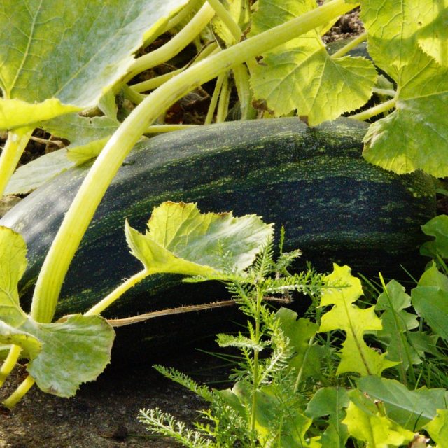 Cuketa,  zelenina,  zahrada  (ilustrační foto) | foto: Fotobanka Pixabay