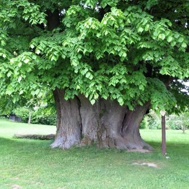 Vejdova lípa u přehrady Pastviny | foto: Tereza Brázdová,  Český rozhlas