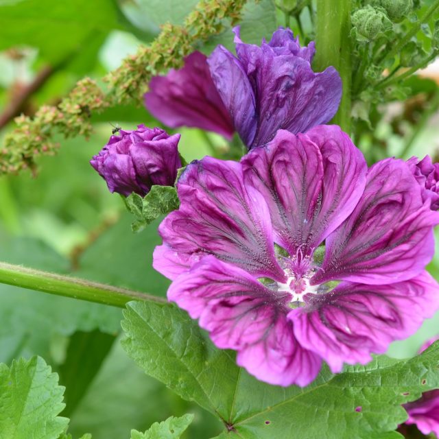 Sléz maurský | foto: Jolana Nováková,  Český rozhlas