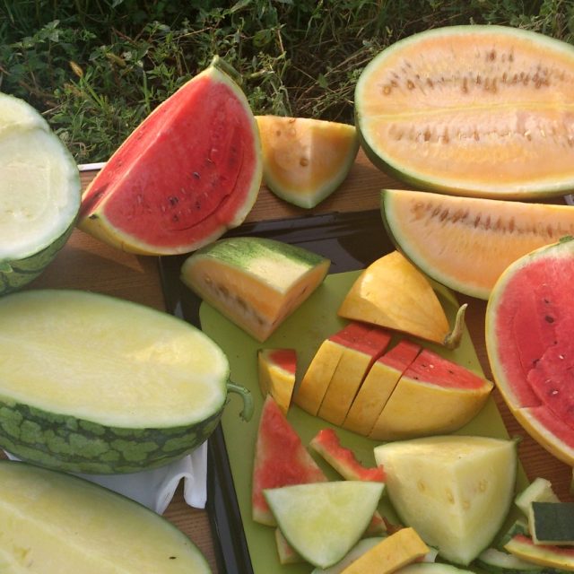 Ochutnávka různých druhů melounů vypěstovaných na poli v Lednici | foto: Jitka Slezáková,  Český rozhlas