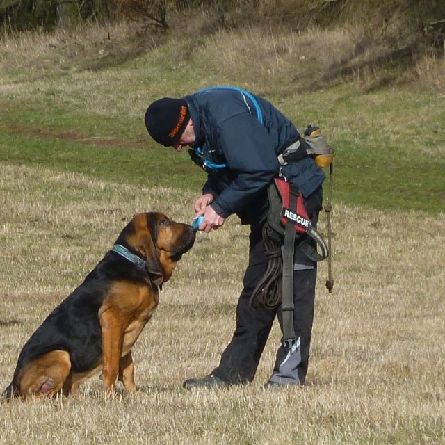 Nácvik mantrailingu | foto: Iveta Kalátová