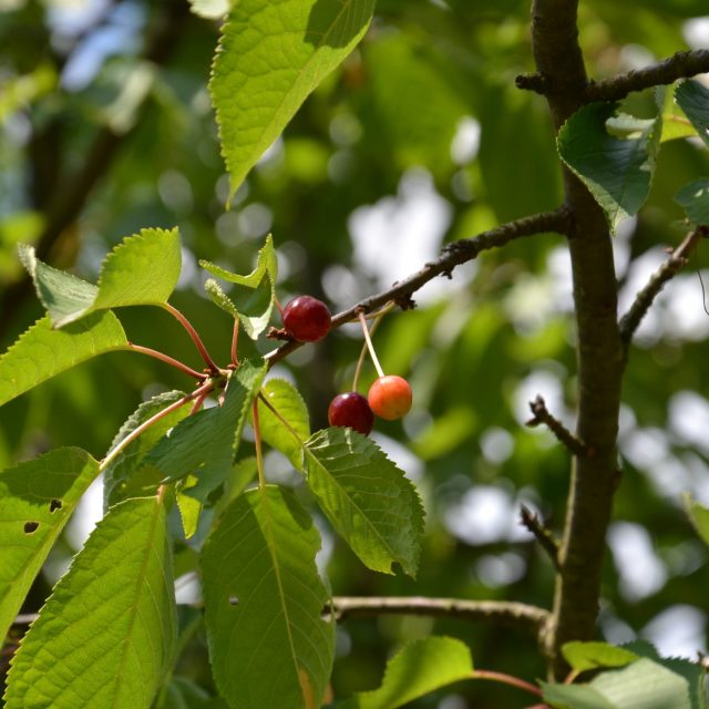 Většina stromků hlavních ovocných druhů,  vyžaduje spíše slunné stanoviště | foto: Jolana Nováková,  Český rozhlas