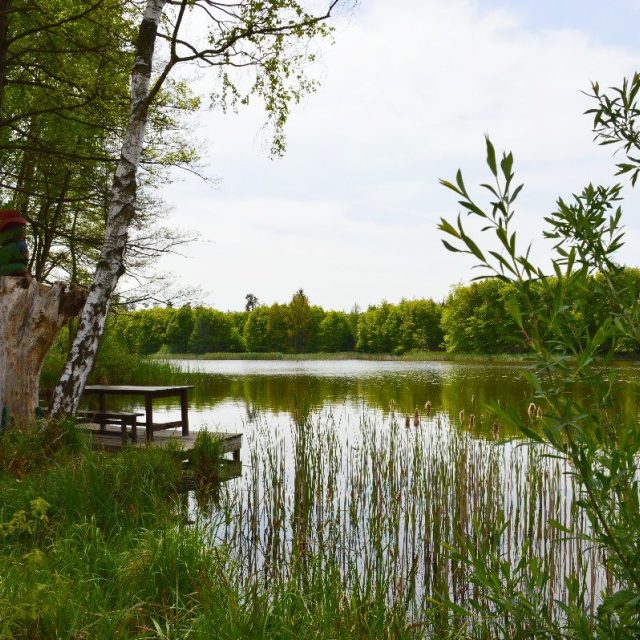 Městské lesy Hradec Králové - rybník | foto: Městské lesy Hradec Králové a.s.