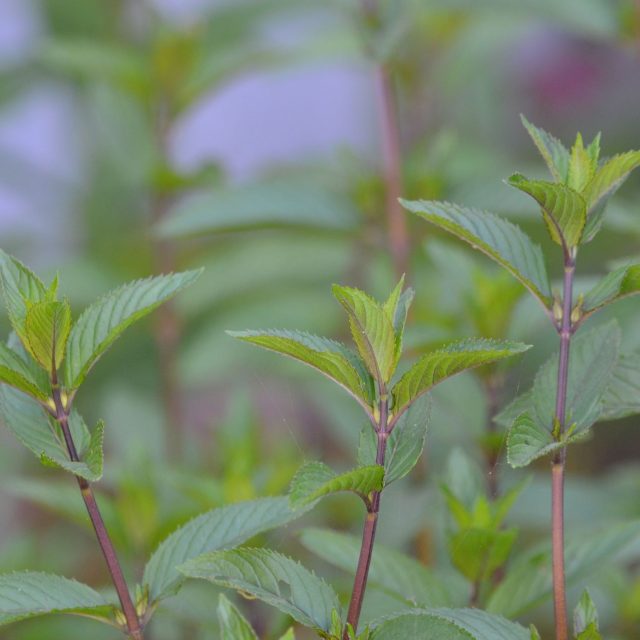 Máta peprná,  sbíráme kvetoucí nať nebo list | foto: Jolana Nováková,  Český rozhlas
