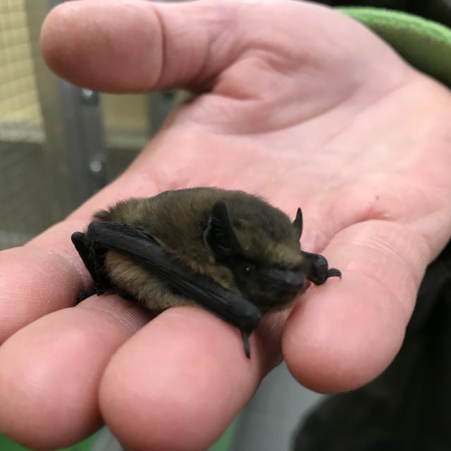V záchranné stanici ARCHA se starají i o netopýry | foto: Lucie Fürstová