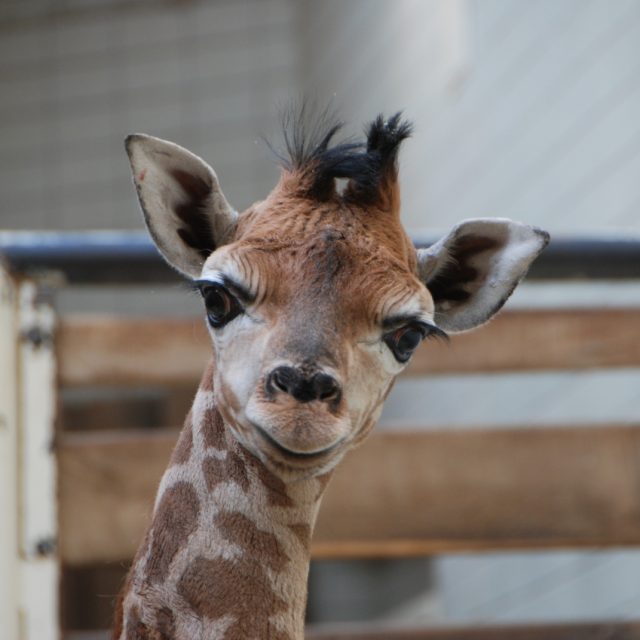 V roce 2019 se v Zoo Liberec narodila dvě mláďata žirafy Rotschildovy | foto: Lucie Fürstová