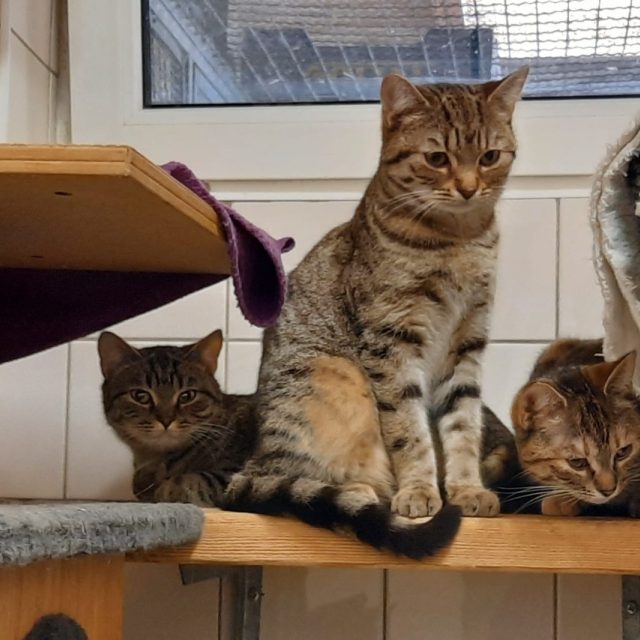 Liberecká Archa má prostor asi na 25 koček,  teď jich tam jednorázově přijali asi 20 | foto: Tomáš Mařas,  Český rozhlas