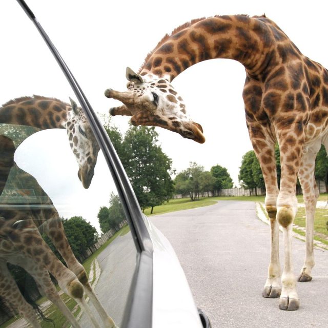 Africké safari ve Dvoře Králové nad Labem | foto: Simona Jiřičková