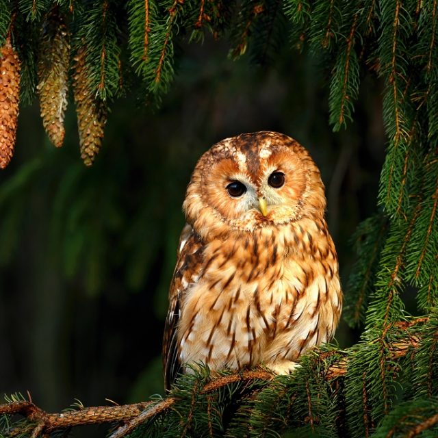 Ilustrační snímek | foto: Jan Novák