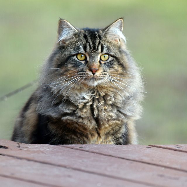 Mainská mývalí kočka | foto: Profimedia