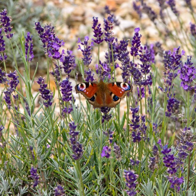 V raspenavské Levandulově mají už na 5 tisíc rostlin levandulí a lavandinu | foto: Jaroslav Hoření,  Český rozhlas