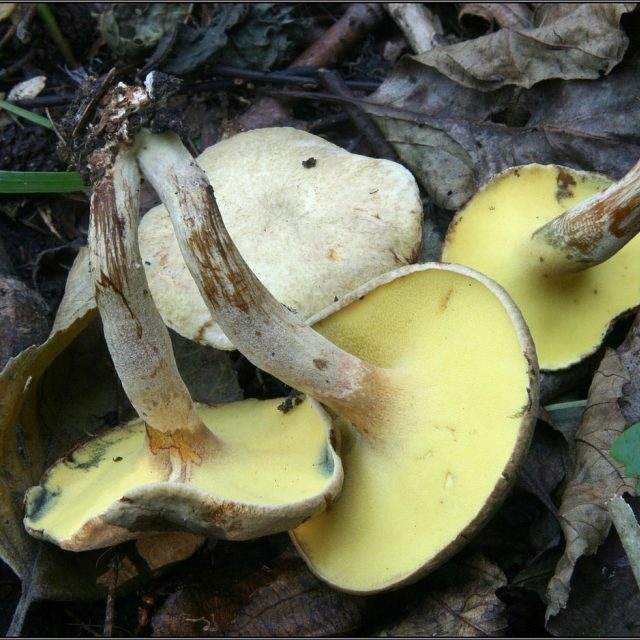 Podloubník siný  (Gyrodon lividus) | foto: Zdeněk Pelda