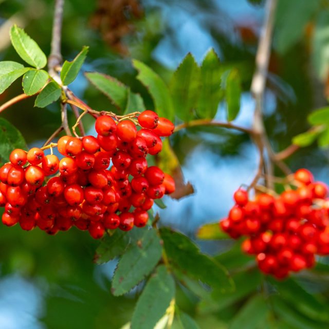 Větvička se zralými jeřabinami | foto: Profimedia