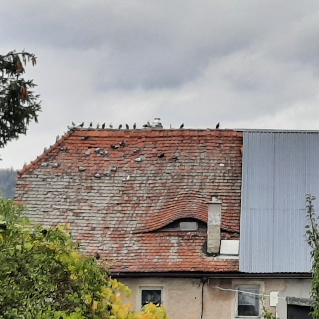 Ilustrační snímek | foto: Ivana Bernáthová,  Český rozhlas