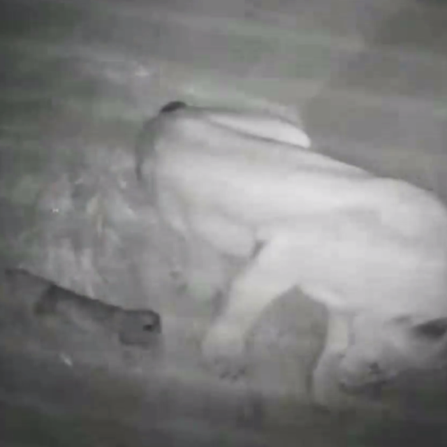 Porod lvice zaznamenala kamera | foto: ZOO Liberec