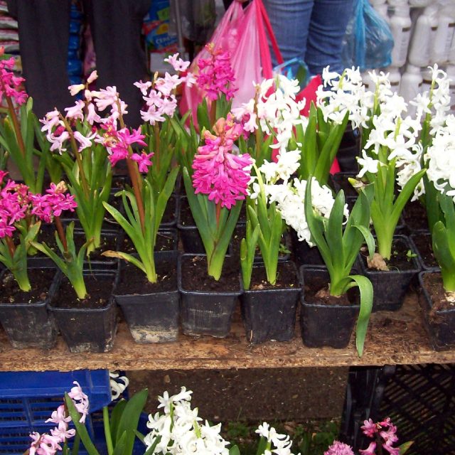 Hyacinty v zahradnictví | foto: Stanislava Brádlová,  Český rozhlas