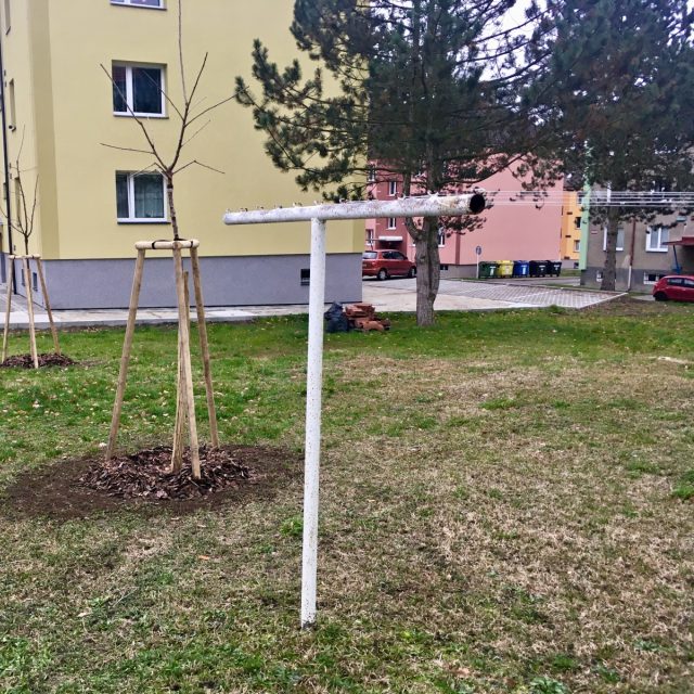 Na sídlišti v Zákupech bojují stromy se sušáky na prádlo | foto: Jiří Jelínek,  Český rozhlas