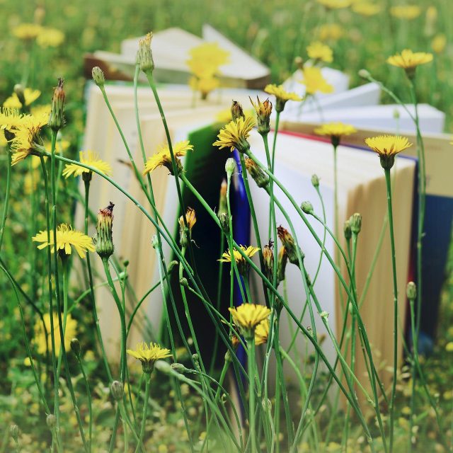 Ilustrační snímek | foto: Pixabay,  Licence Pixabay