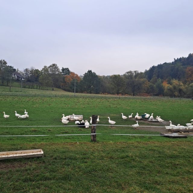Husí farma Marka Zelenky v Bílém Kostele nad Nisou | foto: Jana Švecová,  Český rozhlas