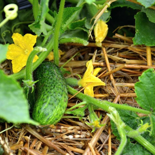 okurka | foto: Jolana Nováková,  Český rozhlas