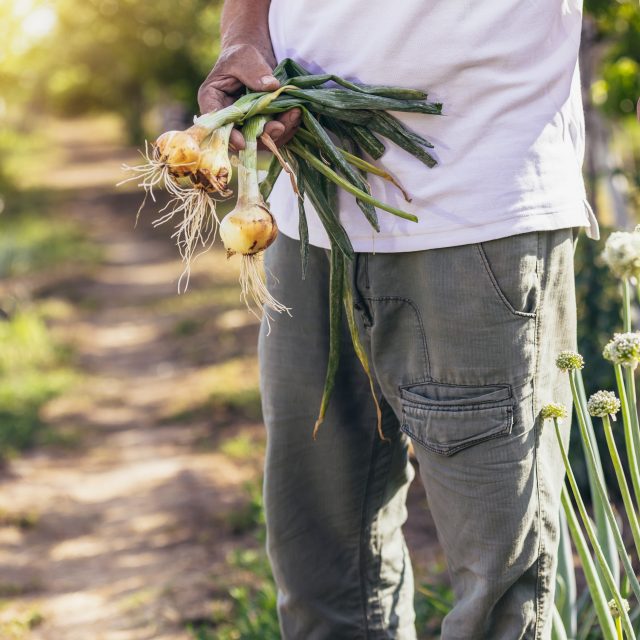 Sklizeň úrody cibule | foto: Profimedia
