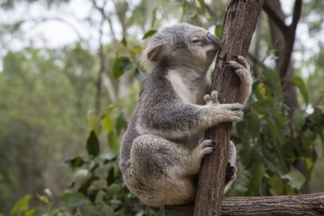 Organizace zabývající se ochranou medvídka koaly se snaží motivovat Australany,  aby se i oni podíleli na zlepšení podmínek pro život koal | foto:  foter.com,  CC0 1.0