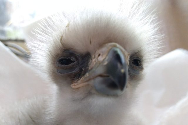 Zoo v Liberci odchovala mláďata orla jestřábího jako první v Evropě | foto: Lucie Fürstová