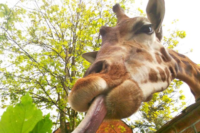 Zoo Liberec chová od roku 1985 žirafy Rothschildovy | foto: Lucie Fürstová,  Český rozhlas Liberec