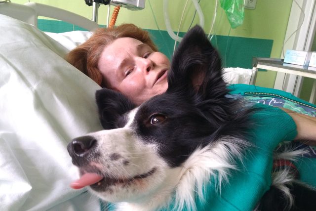 Pes,  který se věnuje canisterapii,  musí mít složené speciální zkoušky. Pak může rozdávat radost pacientům | foto: Lucie Fürstová