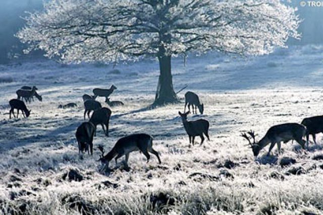srnci v zimě | foto:  i.travelmail.co.uk