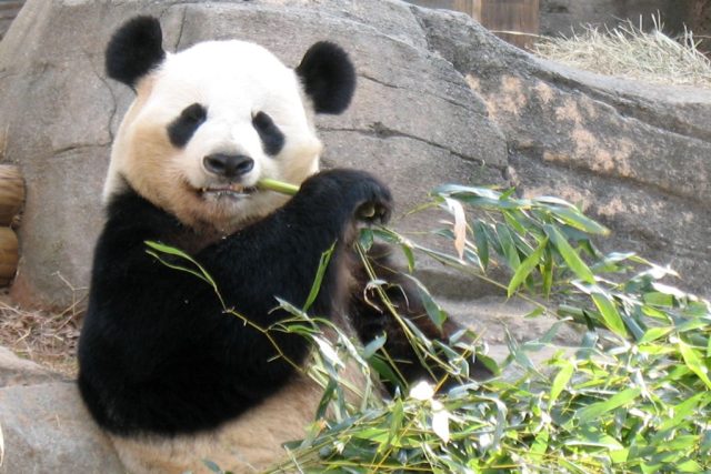 Panda velká | foto: Stock Exchange,  Kim Vilardi