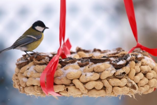 Ornitologové chtějí zmapovat stavy ptačích populací v zimním období  (ilustrační snímek) | foto: Pavel Chlouba,  Český rozhlas