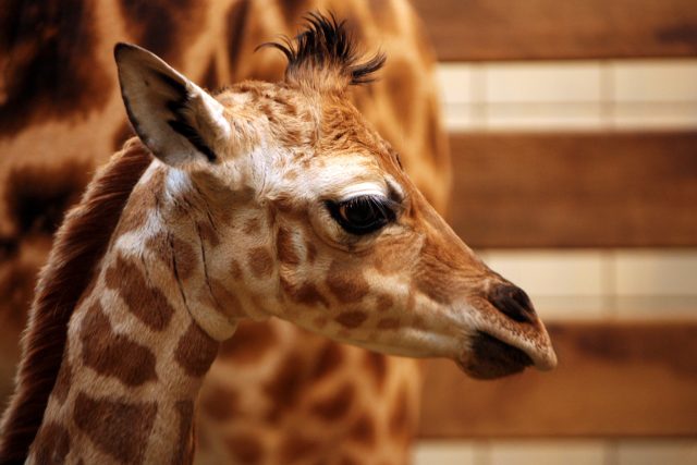 Malá žirafa Rothschildova | foto: ZOO Liberec