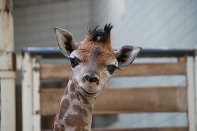 Mládě žirafy Rotschildovy,  které se narodilo v liberecké ZOO | foto: Lucie Fürstová