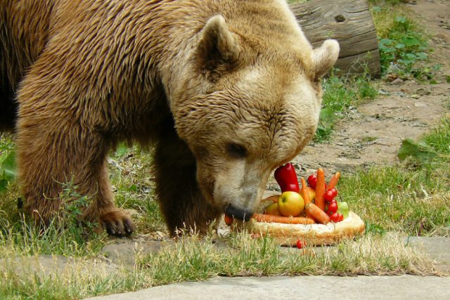 Medvěd Méďa na zámku v Zákupech dostal narozeninový dort | foto: Tomáš Mařas,  Český rozhlas