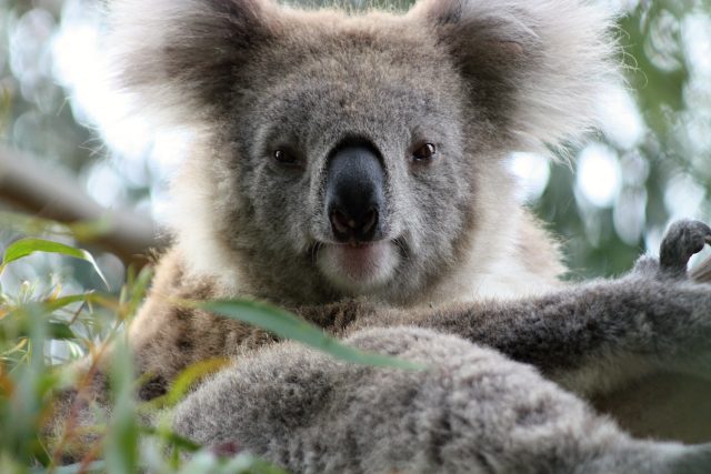 koala - koalové - koaly | foto: Fotobanka stock.xchng