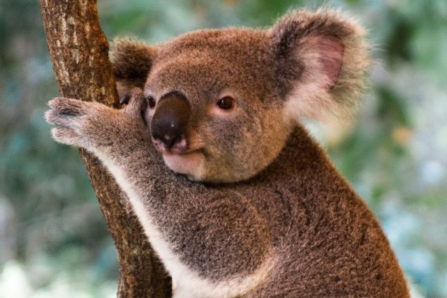 Divoce žijící koalové podle australských ochránců prakticky vyhynuly | foto: Fotobanka stock.xchng