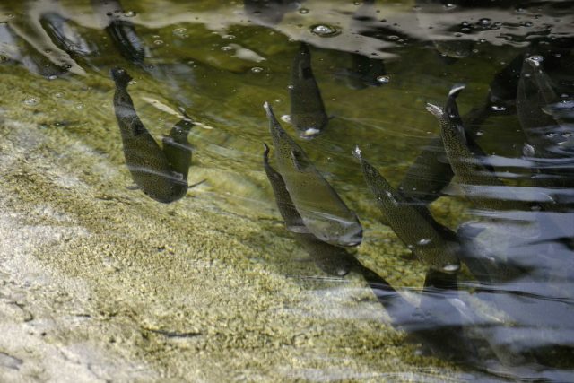 Voda pro pstruhy musí být čistá  (ilustrační snímek) | foto: Jiřina Šmídová,  Český rozhlas