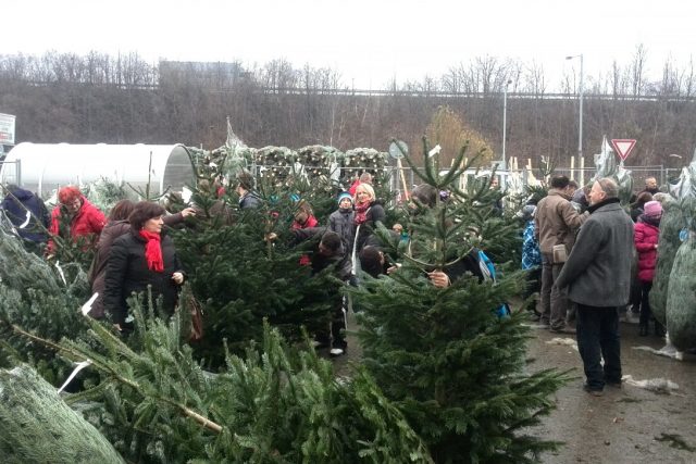 Nákup vánočních stromků | foto: Martin Karlík