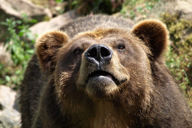V liberecké zoo by v budoucnu návštěvníci mohli vidět třeba i medvědy  (ilustrační foto) | foto: Alena Houšková