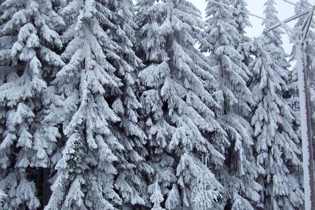 Bílých Vánoc se letos dočkáme asi jen na horách  (ilustrační foto) | foto: Stanislava Brádlová,  Český rozhlas