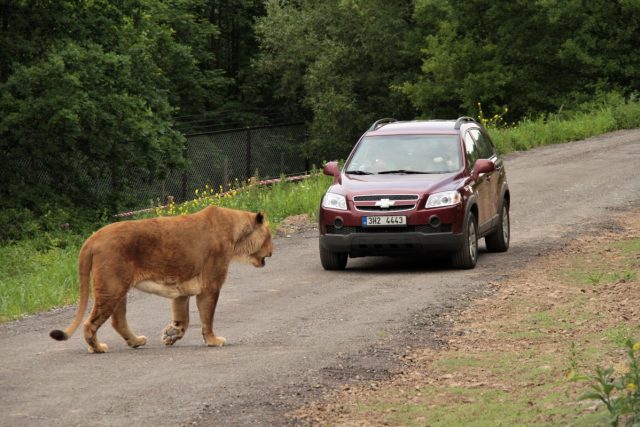 Lví safari,  ZOO Dvůr Králové nad Labem | foto: Zdeněk Čermák