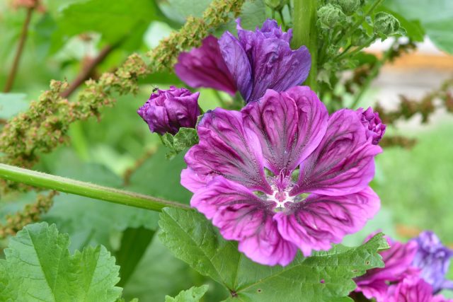 Sléz maurský | foto: Jolana Nováková,  Český rozhlas