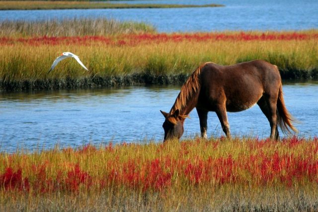 Ekologové doufají,  že se díky divokým koním podaří zachránit před vyhynutím některé druhy motýlů a zachovat luční kvítí. | foto: CC0 Public domain,  Fotobanka Pixabay