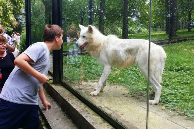 Návštěvníci liberecké ZOO okukují nováčky v expozici – arktické vlky | foto: Šárka Škapiková,  Český rozhlas