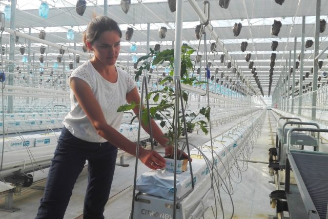 Ve polských sklenících pěstují rajčata,  která mají zatím dostatek denního světla,  speciální zástěny budou potřeba až na konci září | foto: Eva Malá,  Český rozhlas