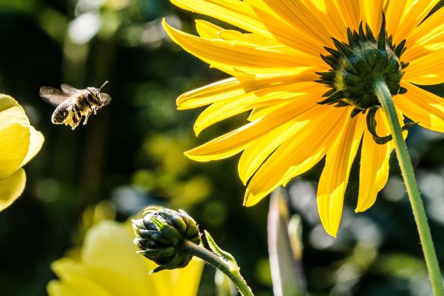 Včela medonosná | foto: Fotobanka Pixabay