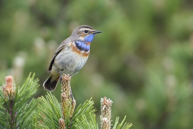 Slavík modráček - jeden z ptačích druhů,  který žije v lokalitě Mnišské louky u České Lípy | foto: Richard Stehlík