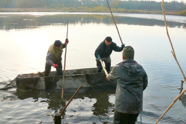 Rybáři začali s odlovem ryb na Máchově jezeře v Dokeské zátoce | foto: Tomáš Mařas,  Český rozhlas