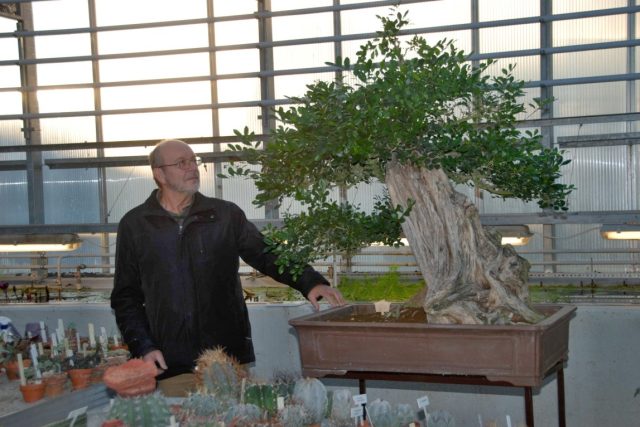 337 let stará bonsaj,  novinka liberecké botanické zahrady. Údajně je nejstarší evropskou bonsají | foto: Lucie Fürstová,  Český rozhlas